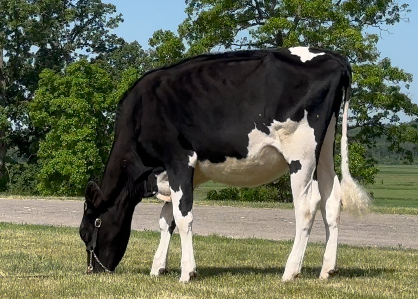 Lot 11 - Summer Yearling - Ocean-View Shes All In