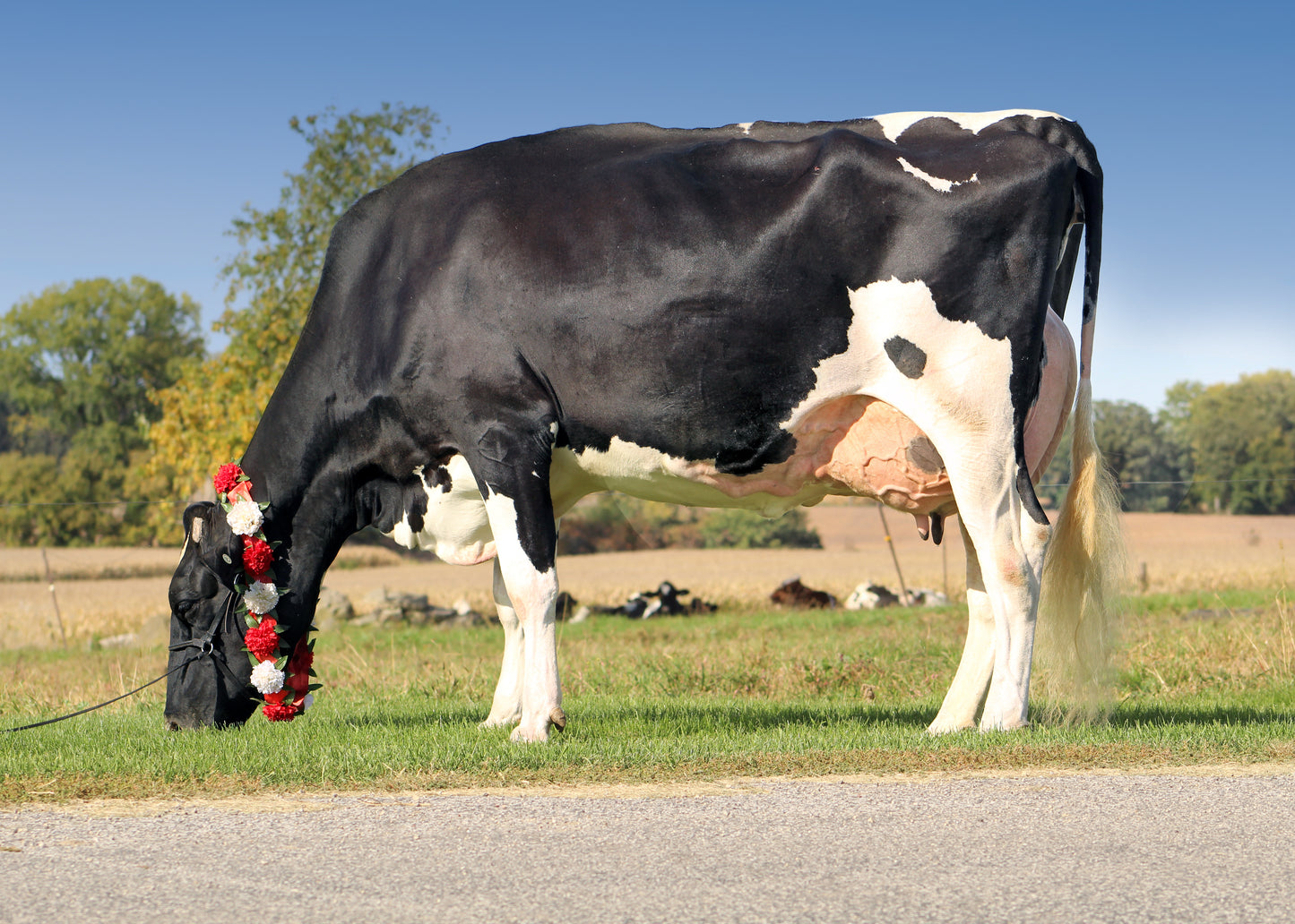 OCEAN-VIEW-MA DB ALANNAH