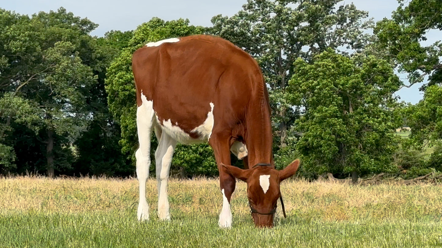 Lot 24 - Winter Calf - Ocean-View Heaven Sent Me Red