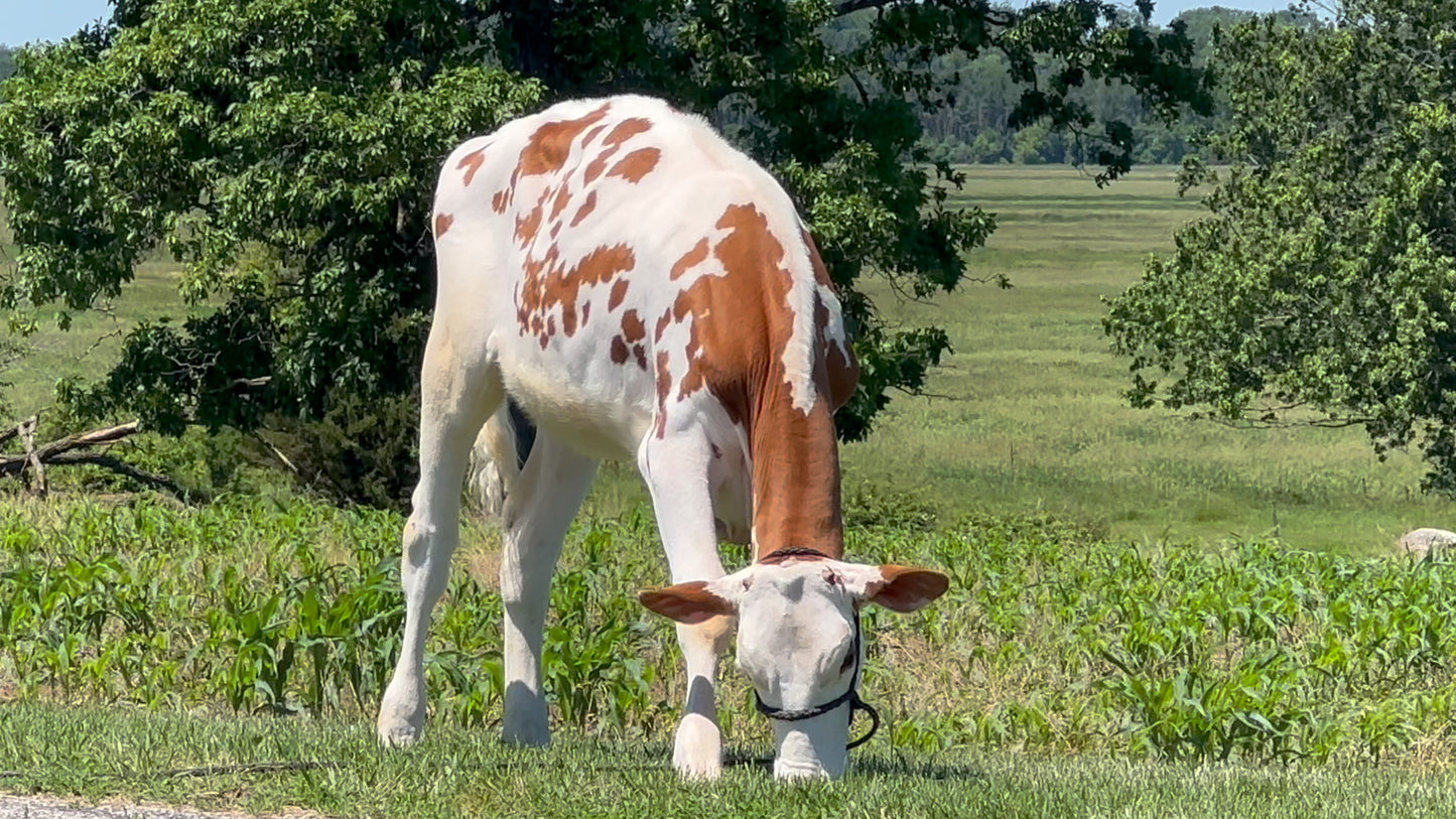 Lot 29 - Spring Calf - Ocean-View Zs Pretty Red