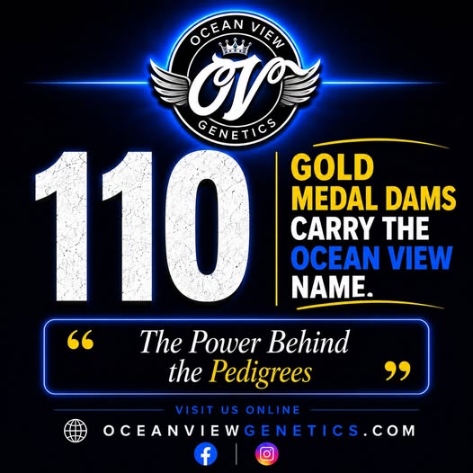 110 Gold Medal Dams carry the Ocean View name