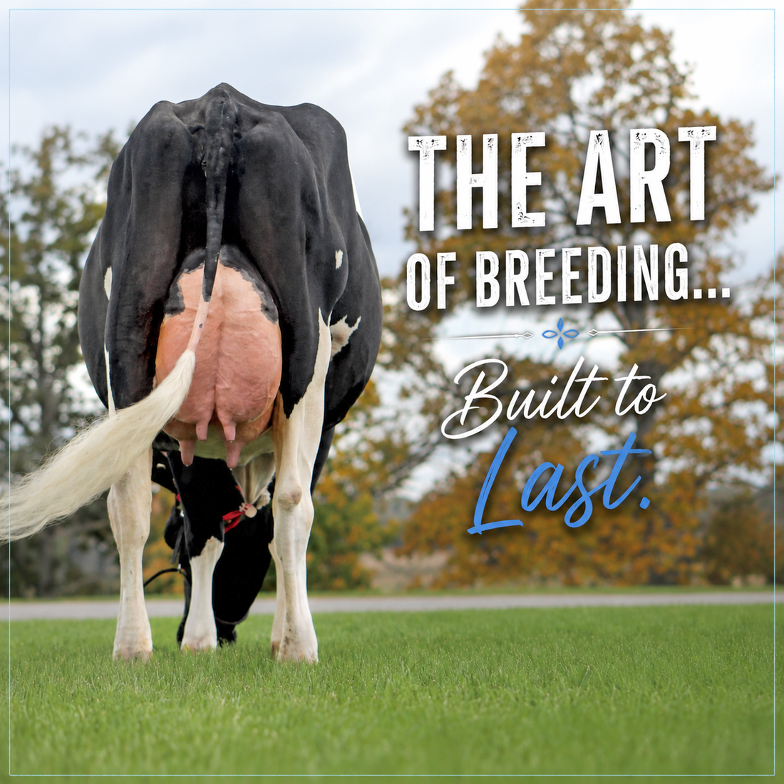 Built to Last: The Power of Longevity