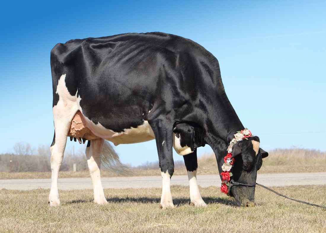 Heartbreaker