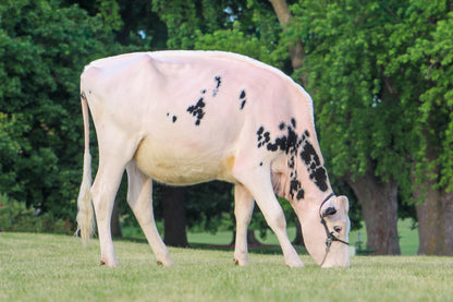 Lot 5 - Winter Yearling - Ocean-View Zs Wearing White