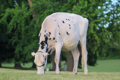Lot 5 - Winter Yearling - Ocean-View Zs Wearing White