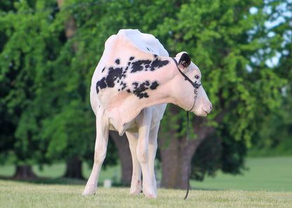 Lot 5 - Winter Yearling - Ocean-View Zs Wearing White