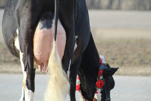 OCEAN-VIEW ONLY SADIE