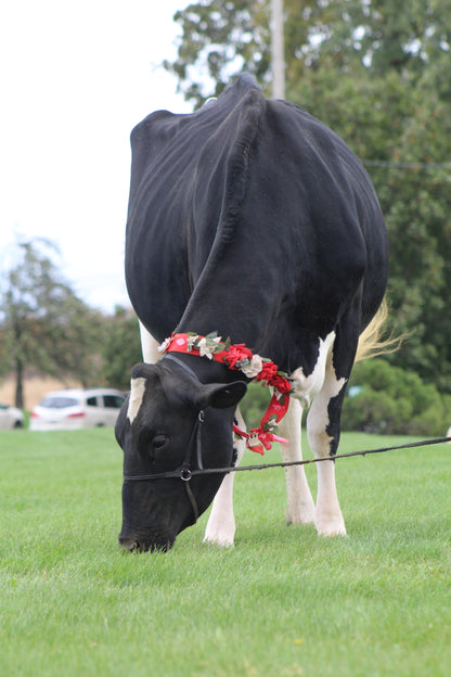 OCEAN-VIEW SHE SAID YES