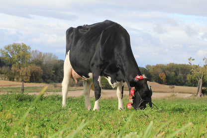 OCEAN-VIEW SHE SAID YES