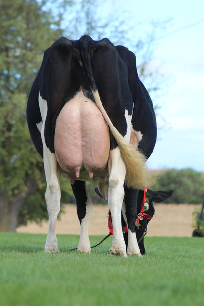 OCEAN-VIEW SHE SAID YES