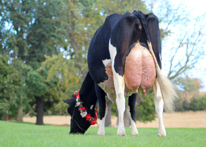 OCEAN-VIEW SHE SAID YES