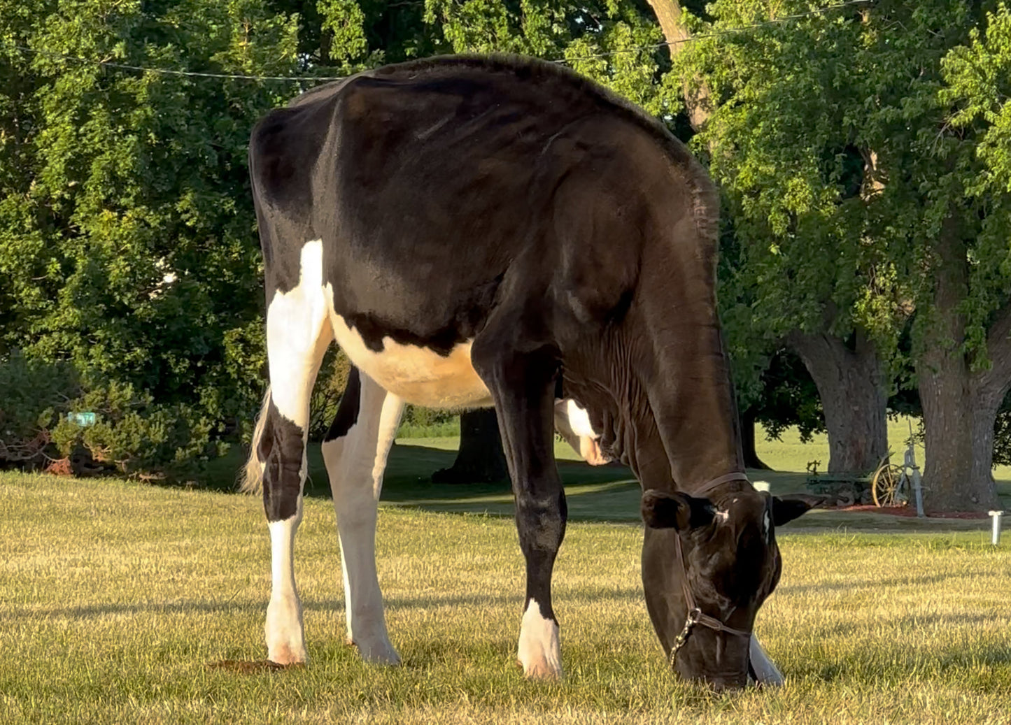 Lot 19 - Fall Calf - Ocean-View Quit Sassin Me