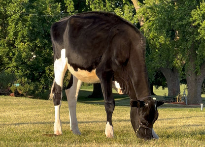 Lot 19 - Fall Calf - Ocean-View Quit Sassin Me