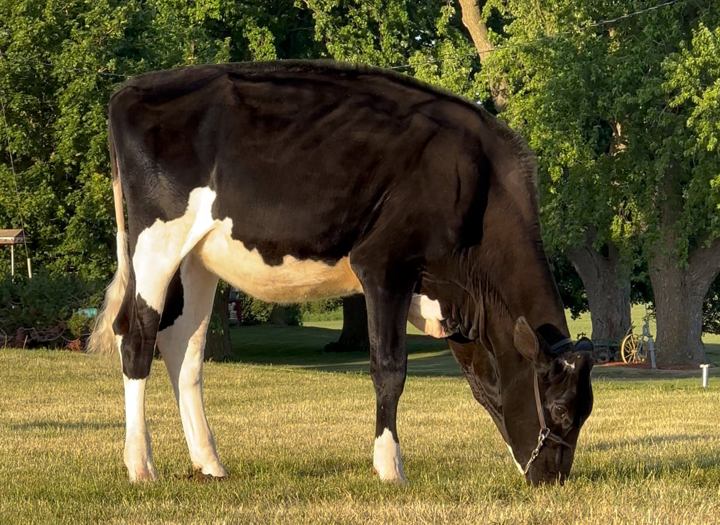 Lot 19 - Fall Calf - Ocean-View Quit Sassin Me