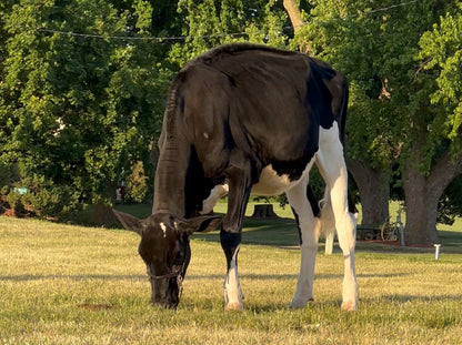 Lot 19 - Fall Calf - Ocean-View Quit Sassin Me