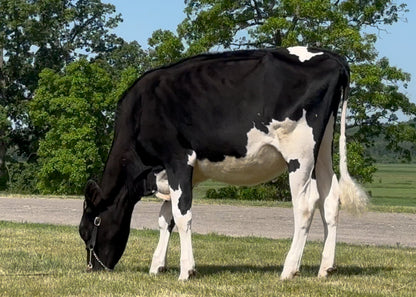 Lot 11 - Summer Yearling - Ocean-View Shes All In