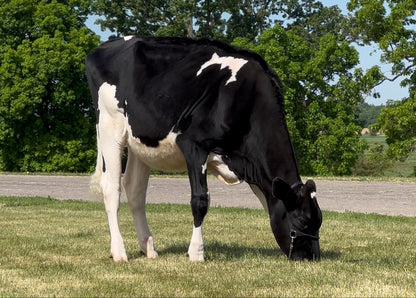 Lot 11 - Summer Yearling - Ocean-View Shes All In