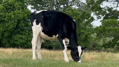 Lot 23 - Winter Calf - Ocean-View Endless Eve