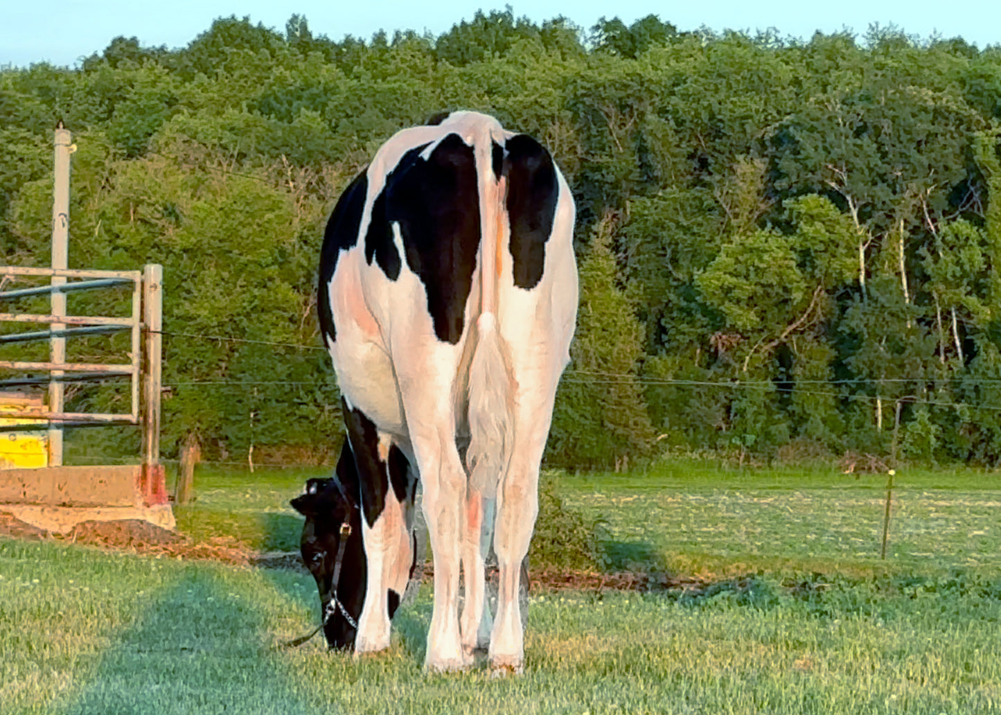 Lot 16 - Fall Calf - Ocean-View Eye Catching