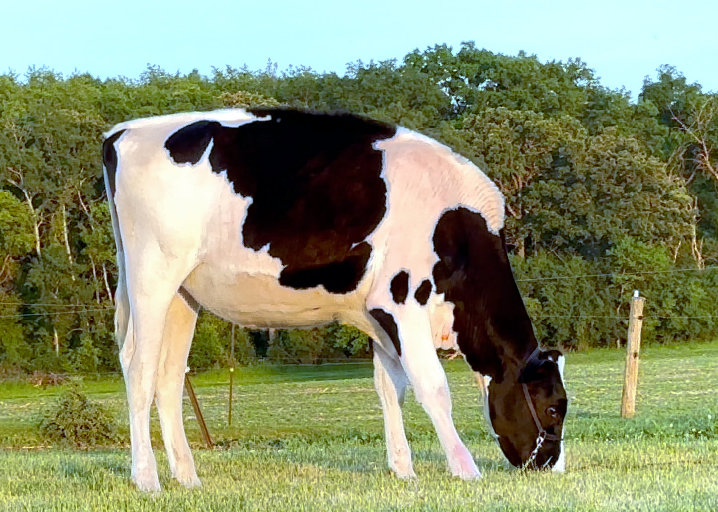 Lot 16 - Fall Calf - Ocean-View Eye Catching