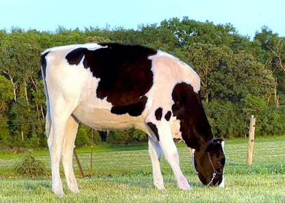 Lot 16 - Fall Calf - Ocean-View Eye Catching