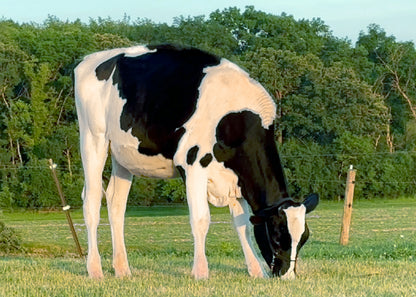 Lot 16 - Fall Calf - Ocean-View Eye Catching