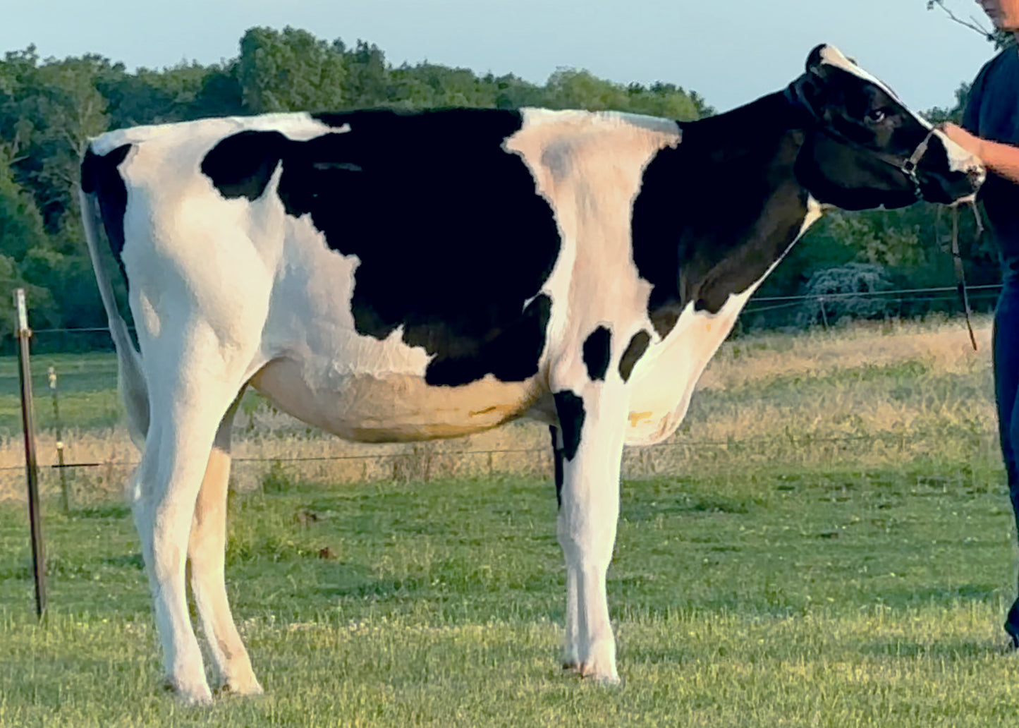Lot 16 - Fall Calf - Ocean-View Eye Catching
