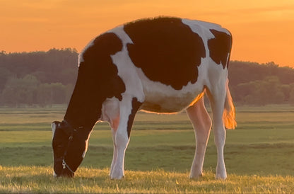 Lot 16 - Fall Calf - Ocean-View Eye Catching