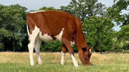 Lot 24 - Winter Calf - Ocean-View Heaven Sent Me Red