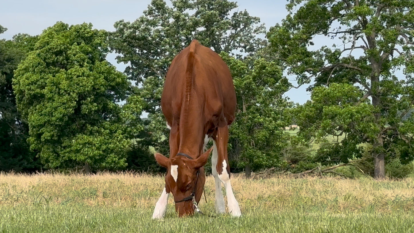 Lot 24 - Winter Calf - Ocean-View Heaven Sent Me Red