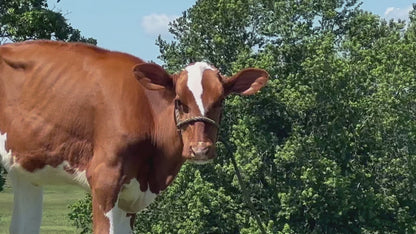 Lot 26 - Spring Calf - Ocean-View Epic in Red