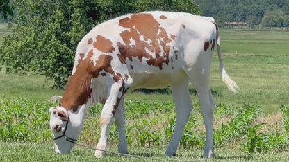 Lot 29 - Spring Calf - Ocean-View Zs Pretty Red