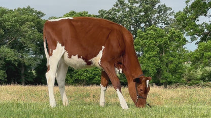 Lot 24 - Winter Calf - Ocean-View Heaven Sent Me Red