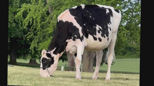 Lot 4 - Winter Yearling - Ocean-View Zs Broken Heart