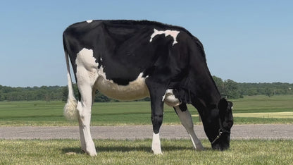 Lot 11 - Summer Yearling - Ocean-View Shes All In