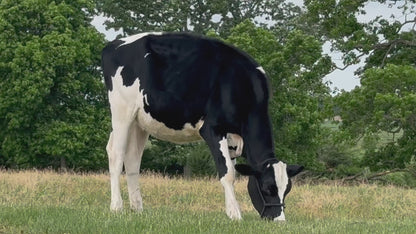 Lot 23 - Winter Calf - Ocean-View Endless Eve