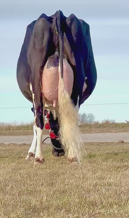 OCEAN-VIEW ONLY SADIE