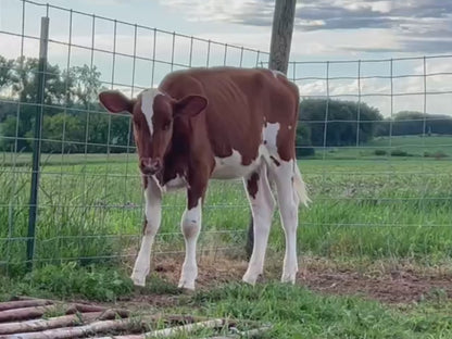 Lot 26 - Spring Calf - Ocean-View Epic in Red