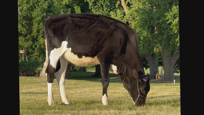 Lot 19 - Fall Calf - Ocean-View Quit Sassin Me