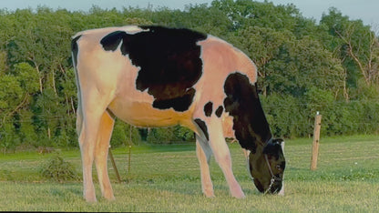 Lot 16 - Fall Calf - Ocean-View Eye Catching