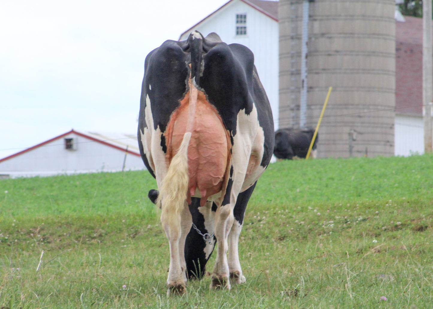 OCEAN-VIEW SHIMMER N SHINE