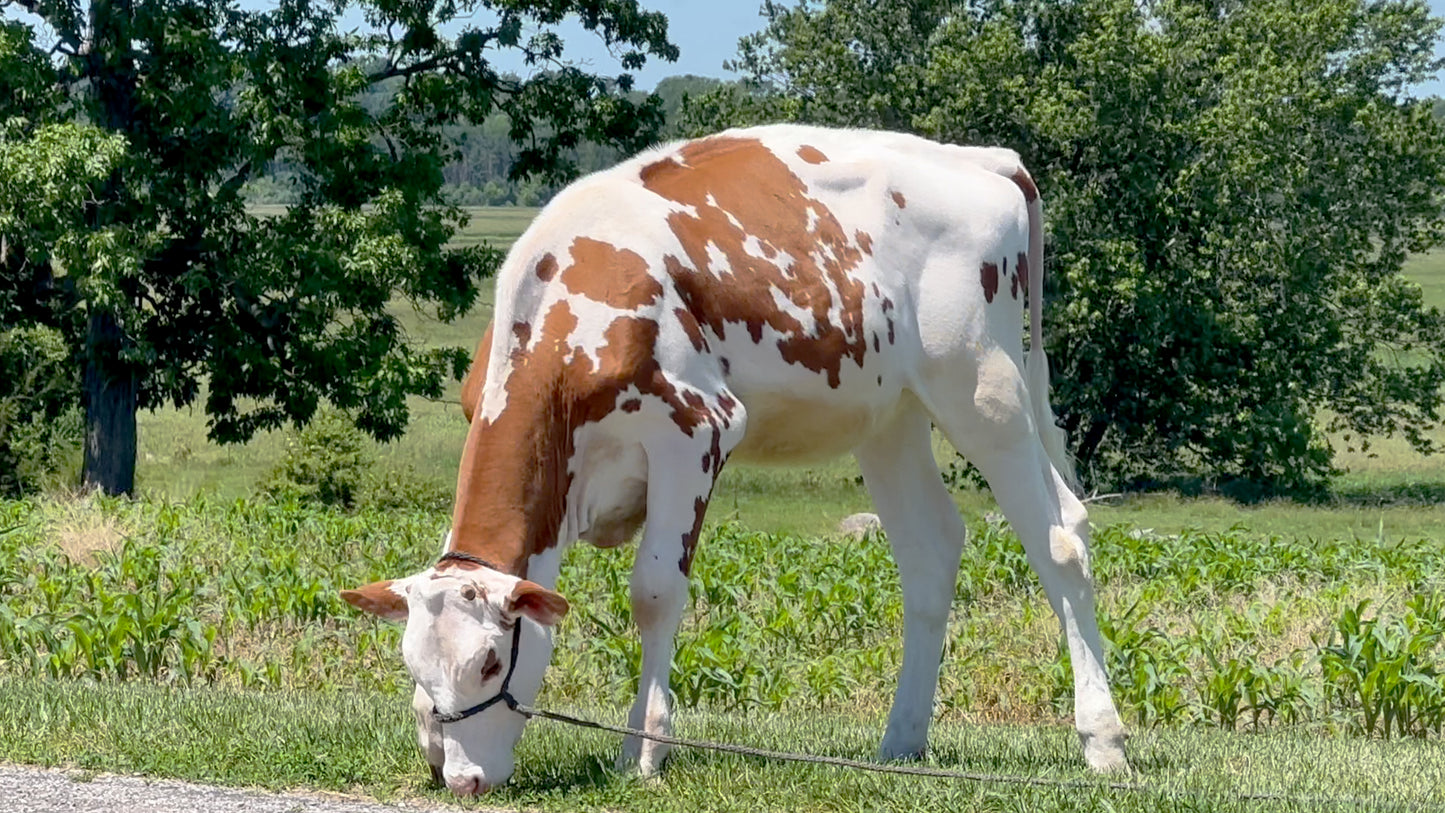 Lot 29 - Spring Calf - Ocean-View Zs Pretty Red