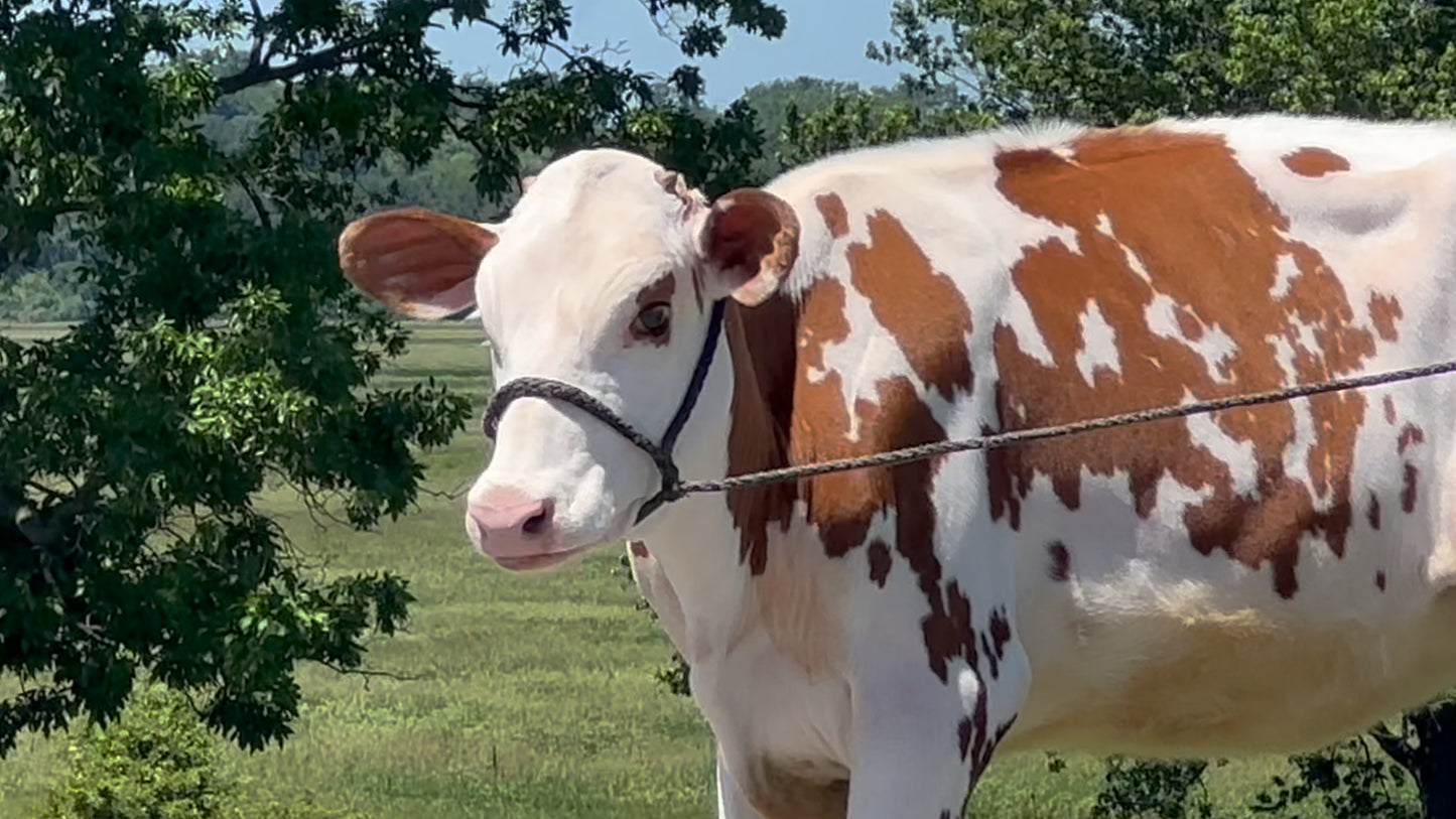 Lot 29 - Spring Calf - Ocean-View Zs Pretty Red